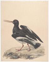 KT 2009 028-149
<br/>
Scholekster
<br/>
<em>Trigt, Stephanus Hendrik Willem van (1790-1840)</em>